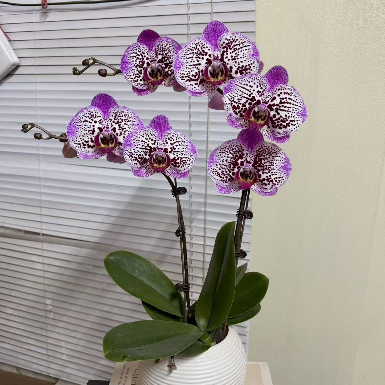 蝴蝶兰《发财猫》两苗2 年宵花 新手好养 广州源头基地直发