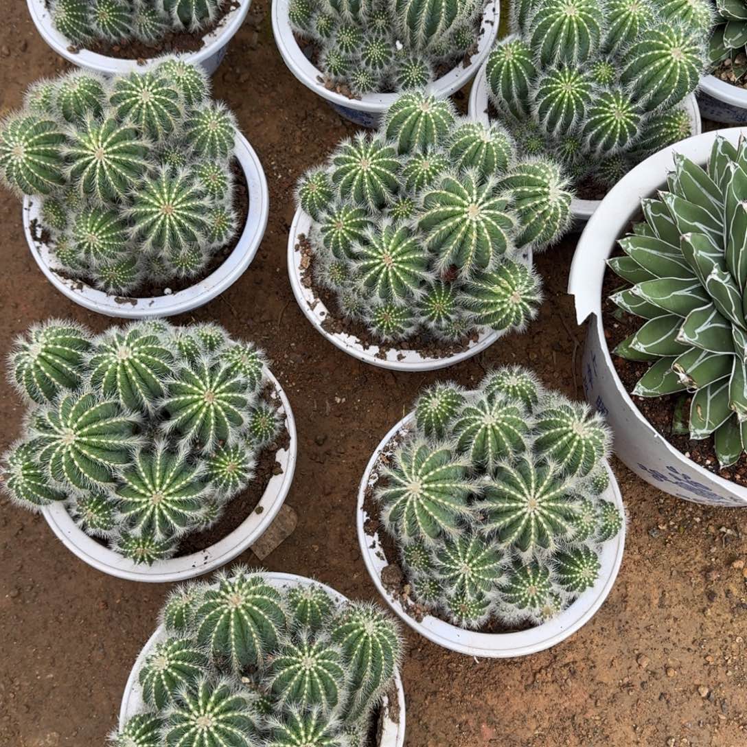 银冠 随机一棵。   