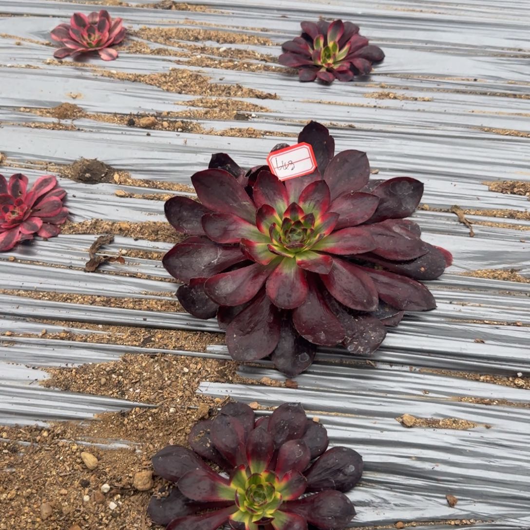 健***康648烈焰到秋 多肉植物