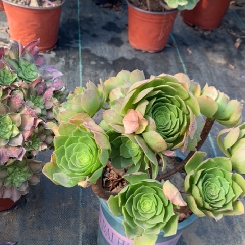 万圣夜多肉植物038