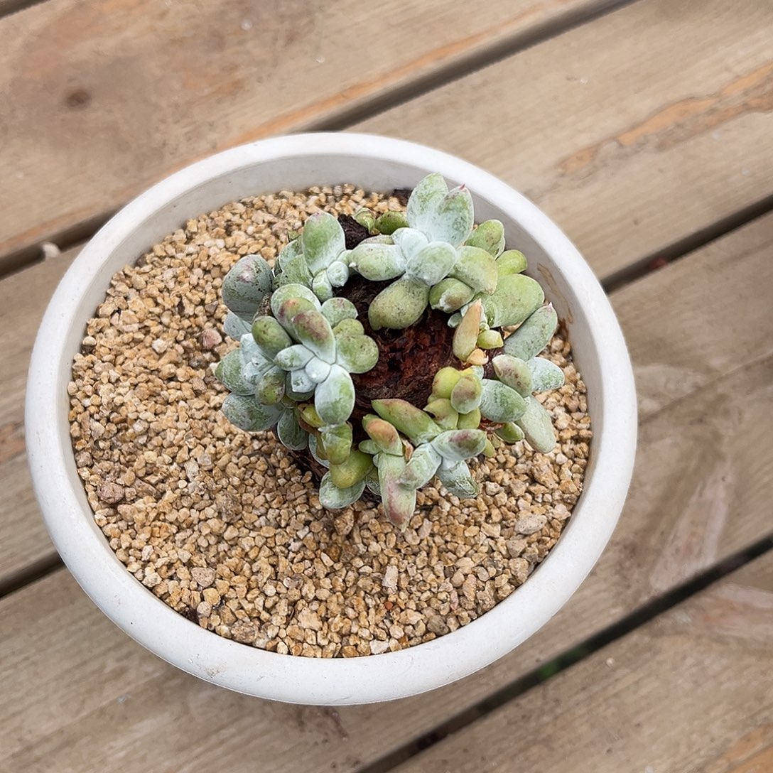 冰***灵小鹿多肉一物一拍