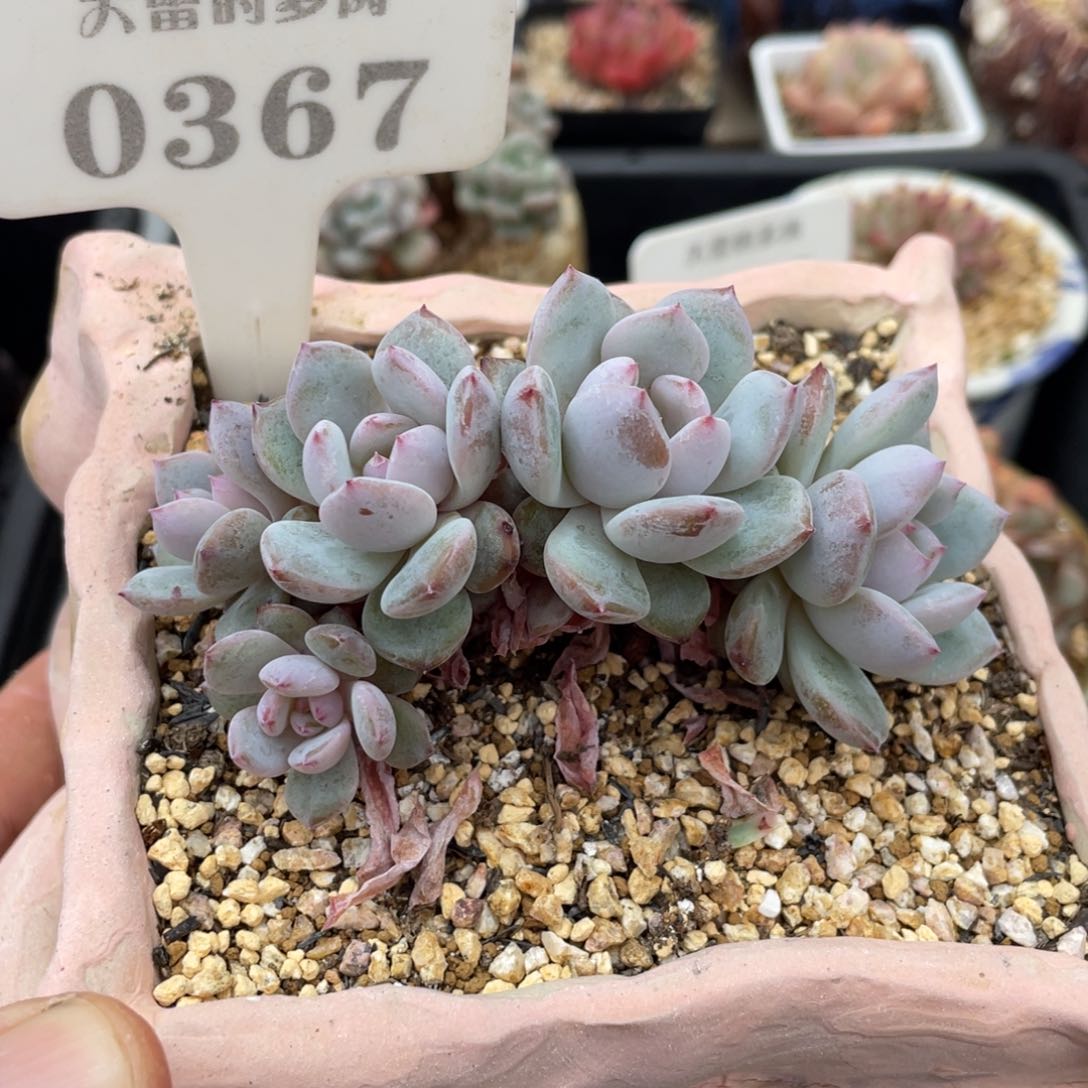 0367星星橙不带盆9厘米