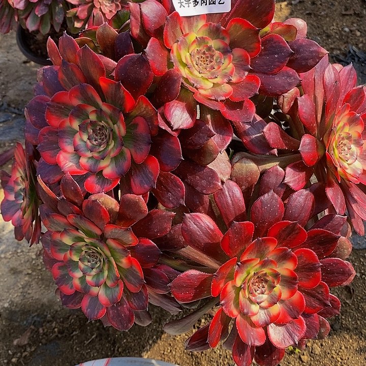 小*?多肉烟花022多肉