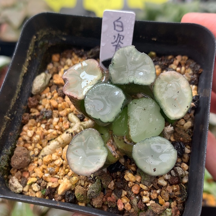 白瓷万象一物一拍