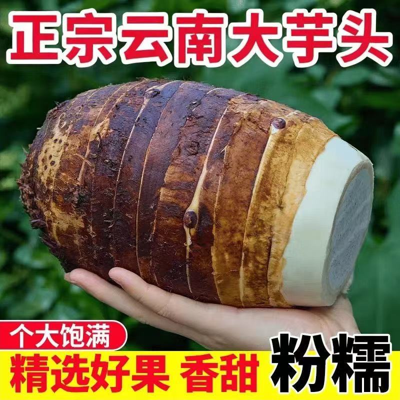 云南大香芋新鲜现挖正宗粉糯香芋特产大芋头农家自种
