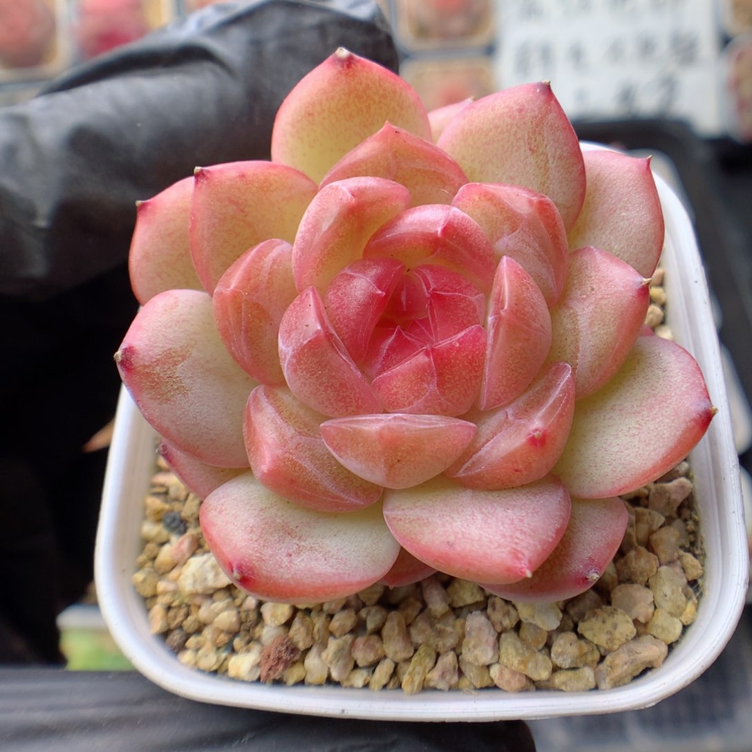 多肉植物。 琴心97