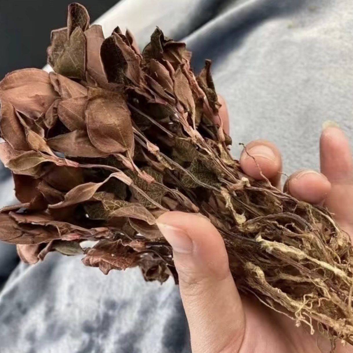 【正品保障】云南#金线莲#草本植物#农家自采#大自然的馈赠