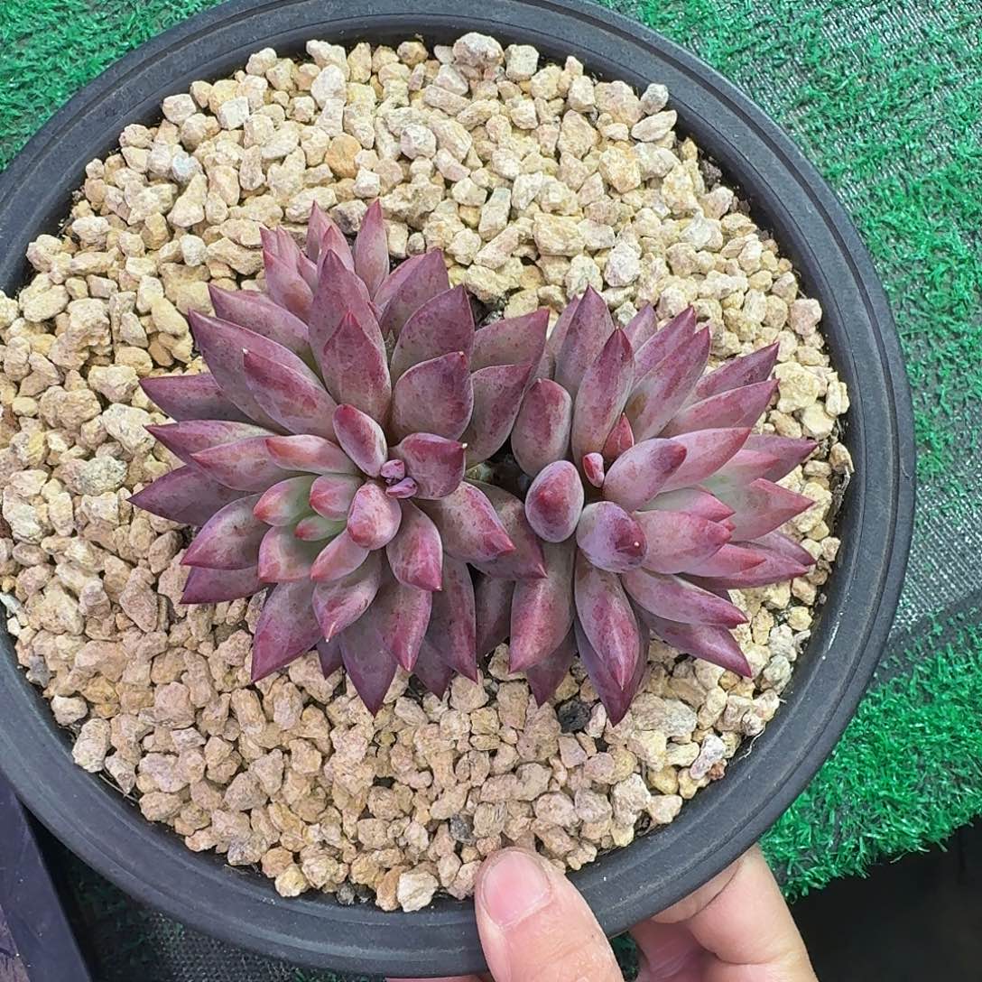 紫钻石鱼美人9999999999999