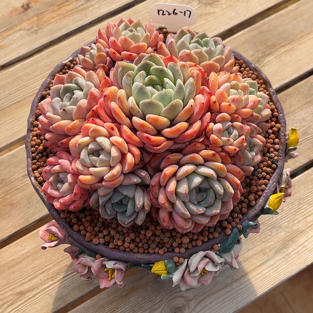 米***窝1226-17韩系冰魄母本