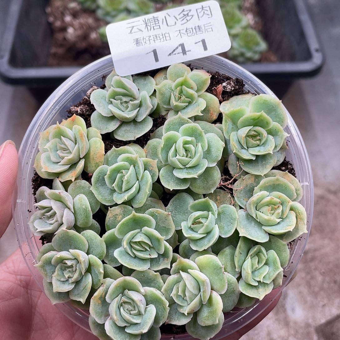 云糖心多肉植物141