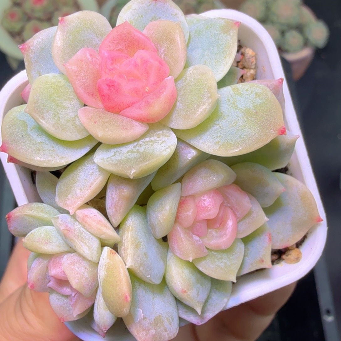 梦幻泡影一物一拍