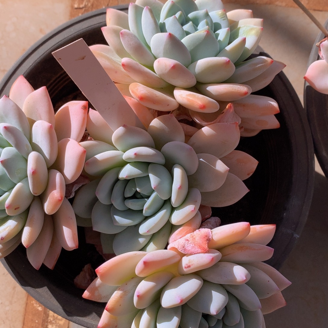 冷香读肉哦哦租黑五727272727