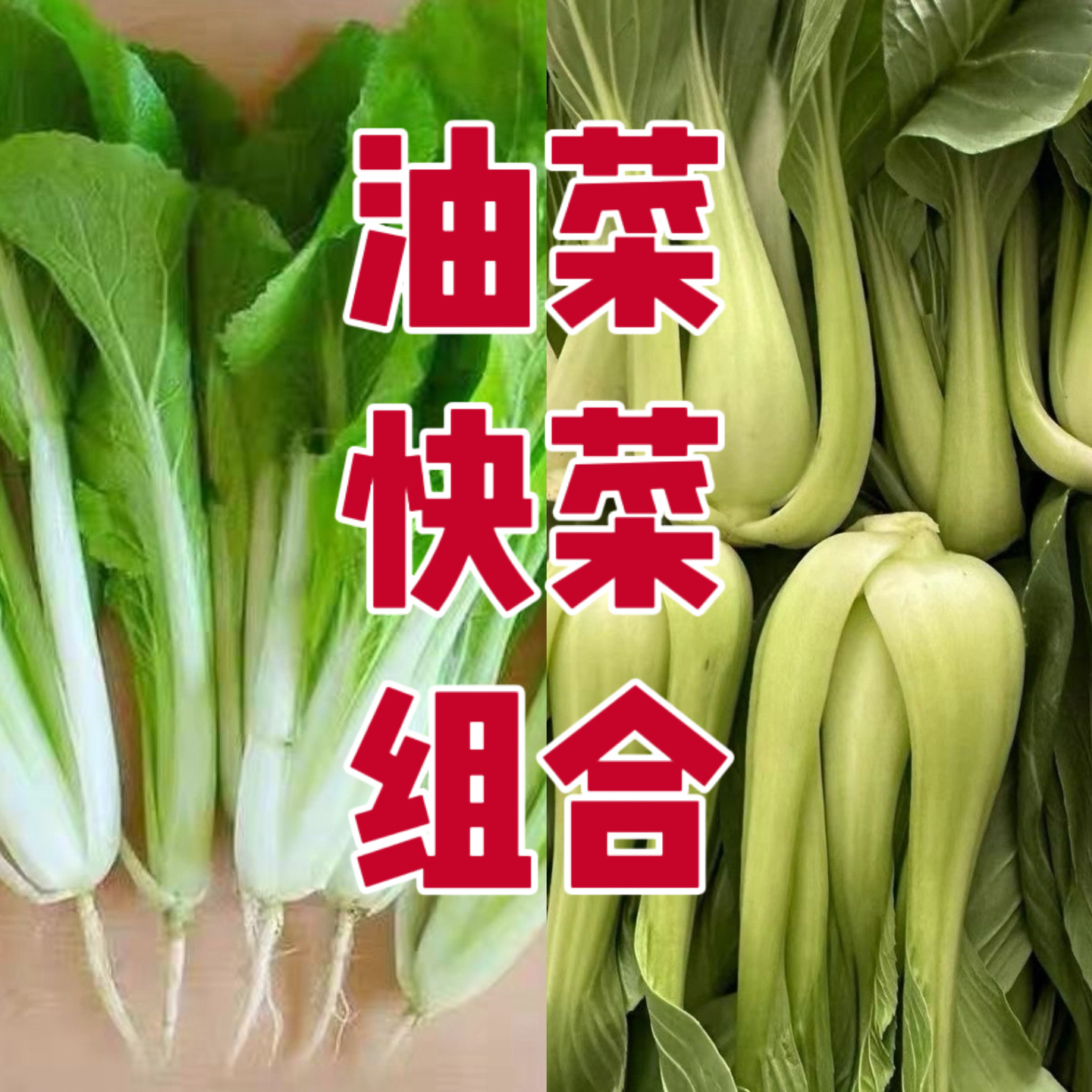 （蔬菜包）油菜小白菜绿叶菜组合