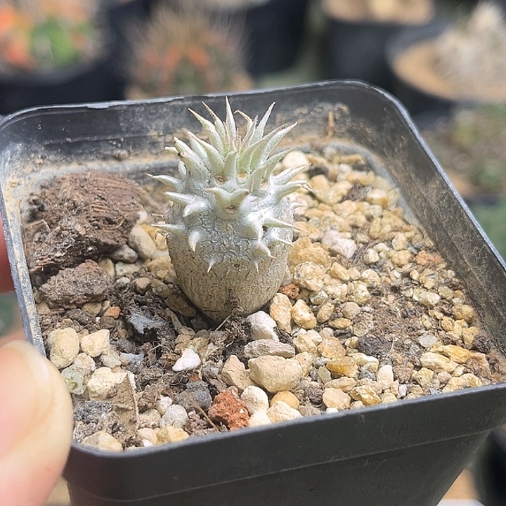 惠比大黑一颗一物