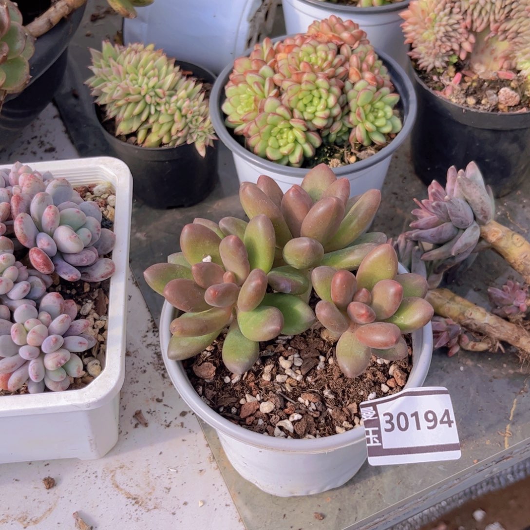 芒果奶多肉植物30194