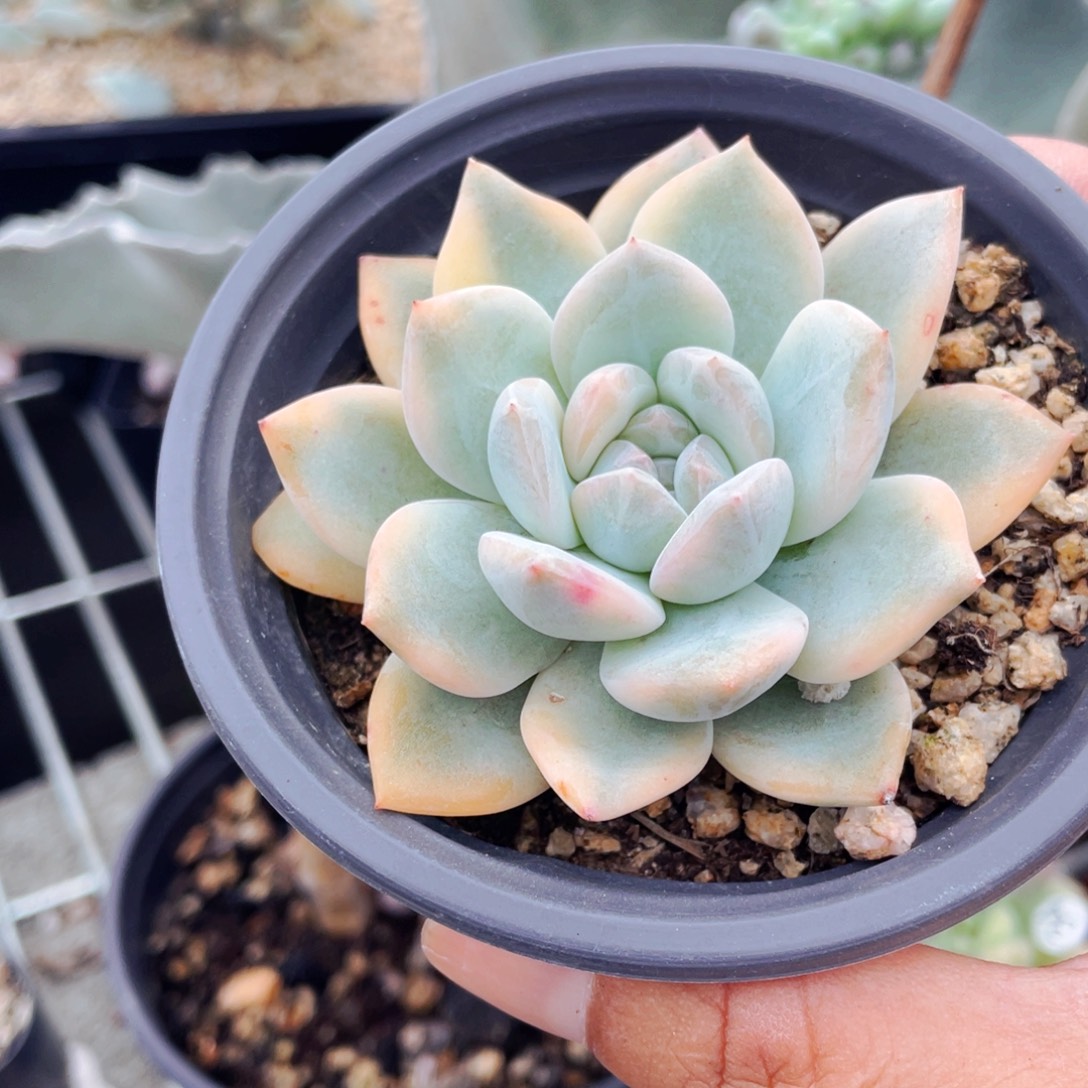 橙梦露锦多肉植物