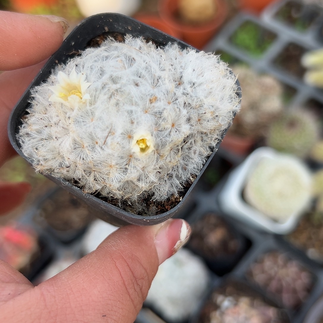 多肉植物多肉植物