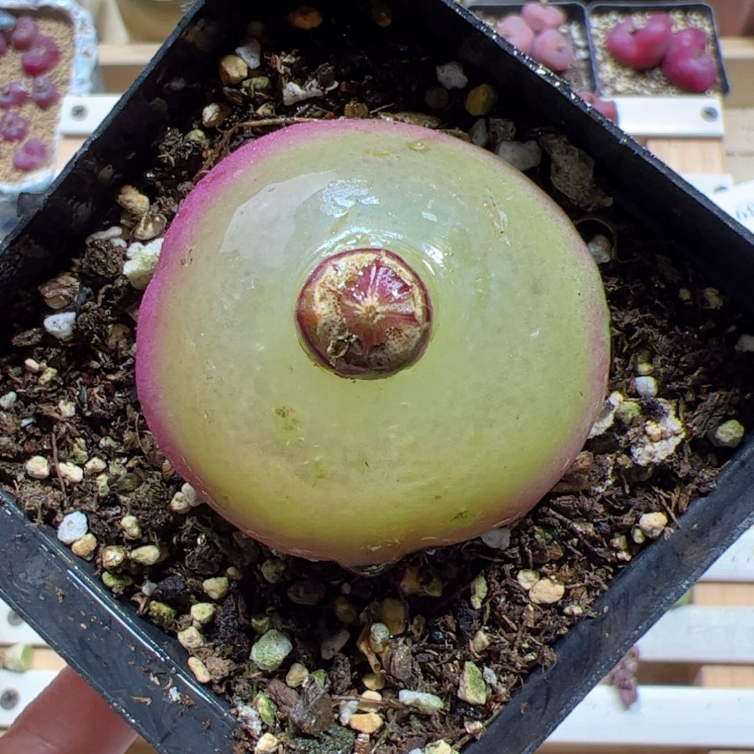 【闪购商品】273 超大灯泡4cm+