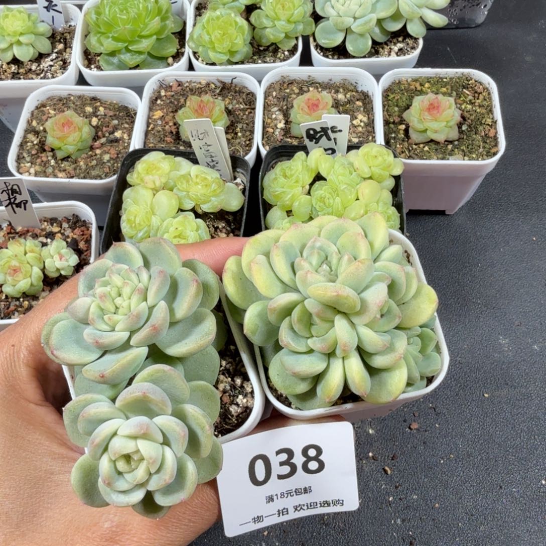 小***精财富密码两个一物一拍038