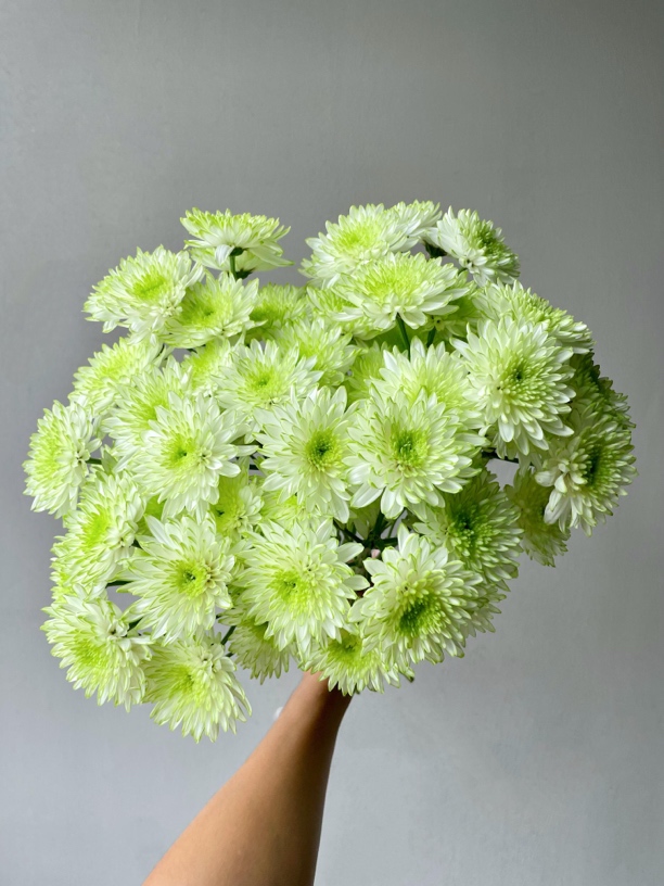 新品荷兰菊多季节开花 花期长 新手易养护
