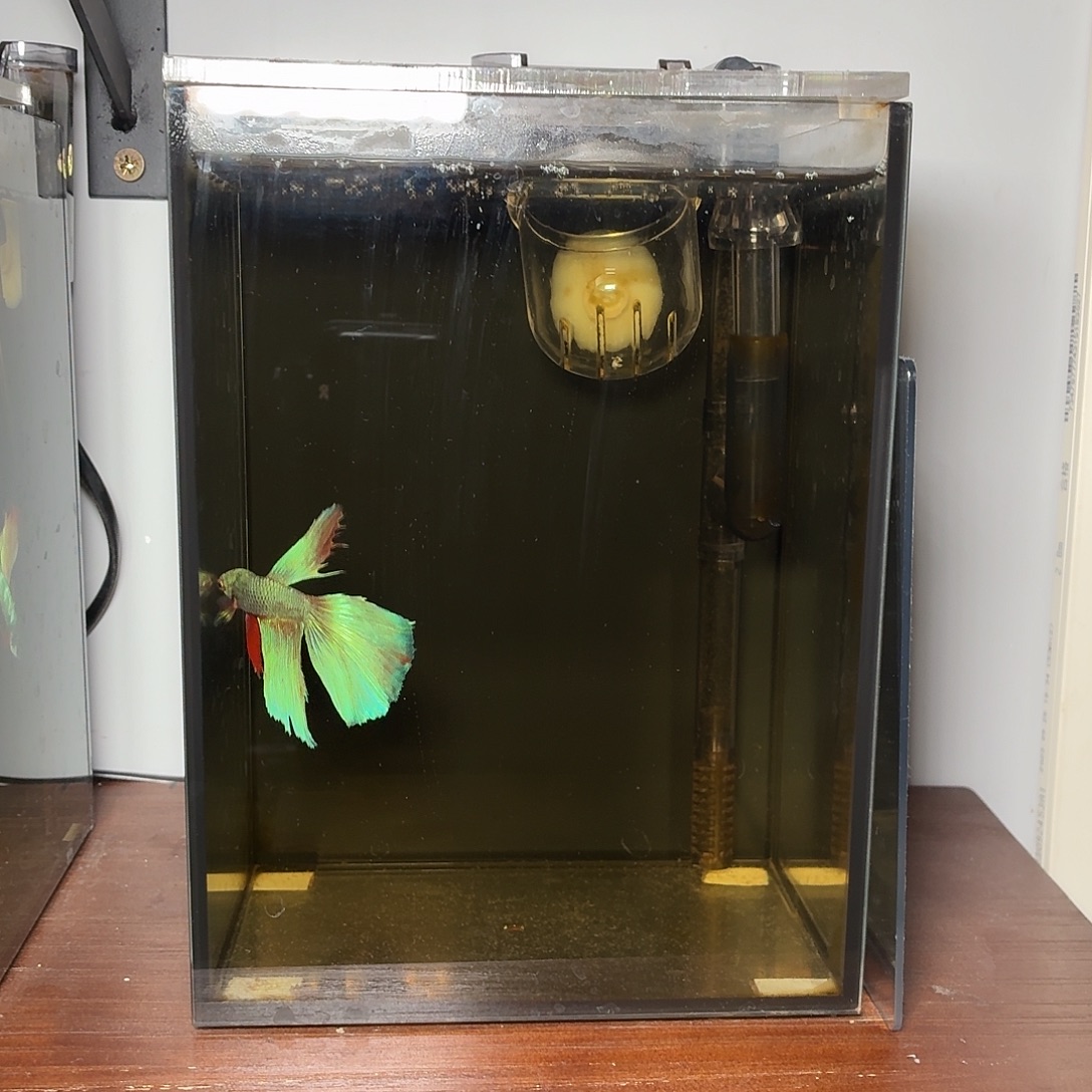 斗鱼彩金电摇半月