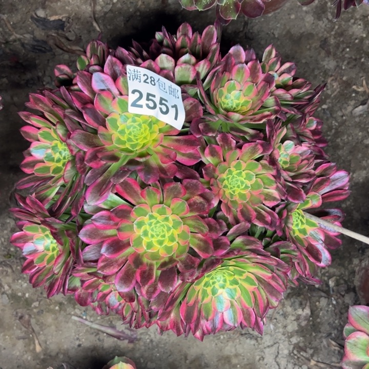 2551朝霞多肉植物