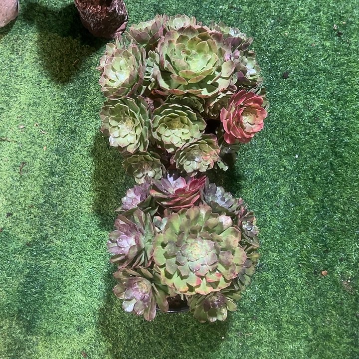 听***！万圣节两颗一组法师