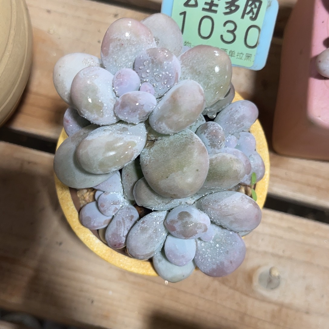 曹***胖云尘多肉一物一拍 不含盆 1030,