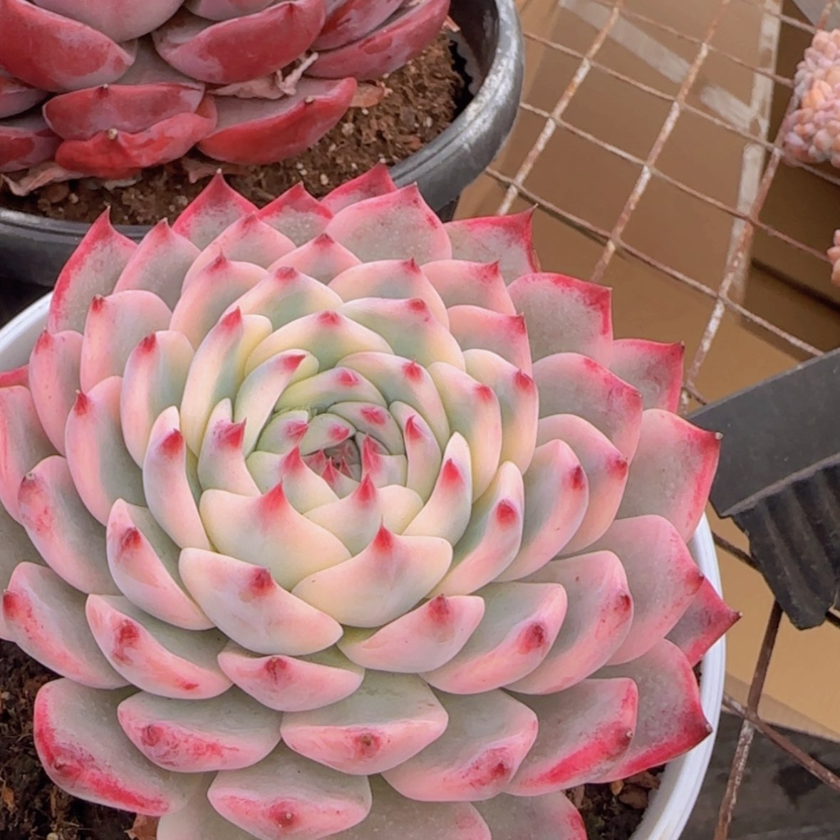 【闪购商品】吉娃娃锦99