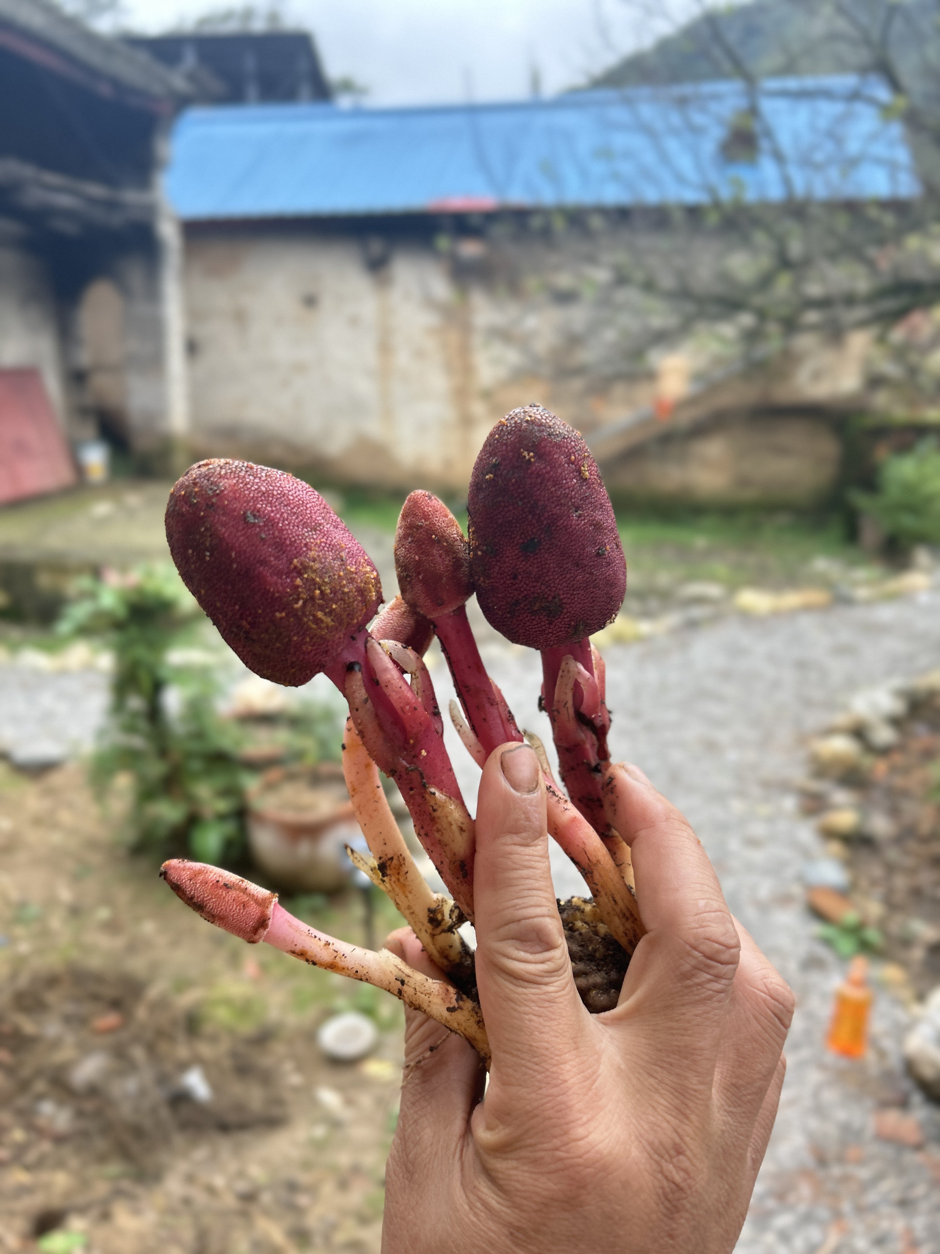 伏牛深山无添加柴火烘干茴春草不老草 新鲜 狗鞭草当季新货不焯水