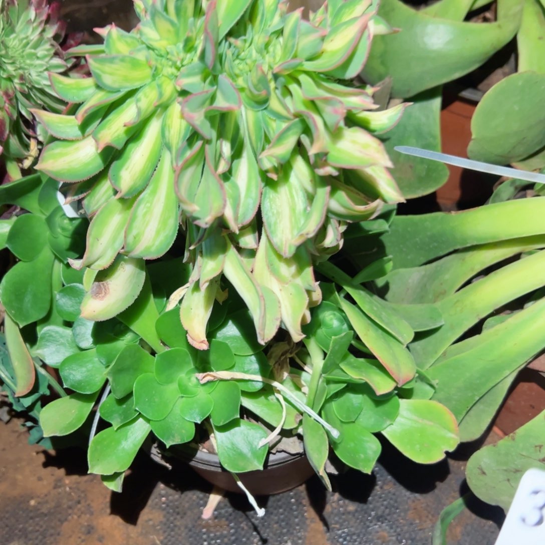 我3131 号多肉植物法师新年福利