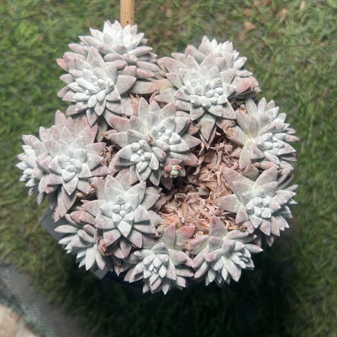 大脸白菊～一物一拍1464