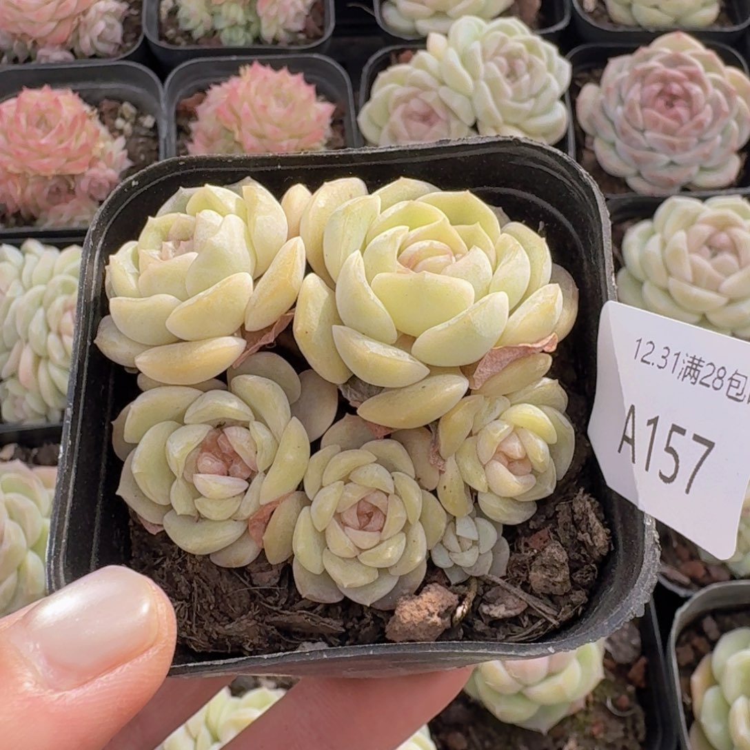 央金群一颗带盆带土