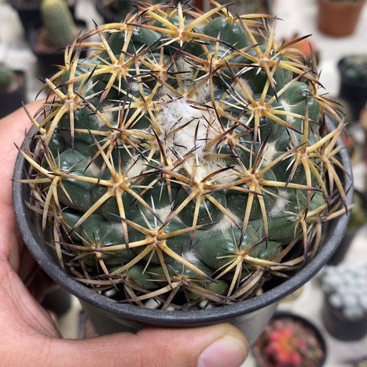 实生天丝象牙特价