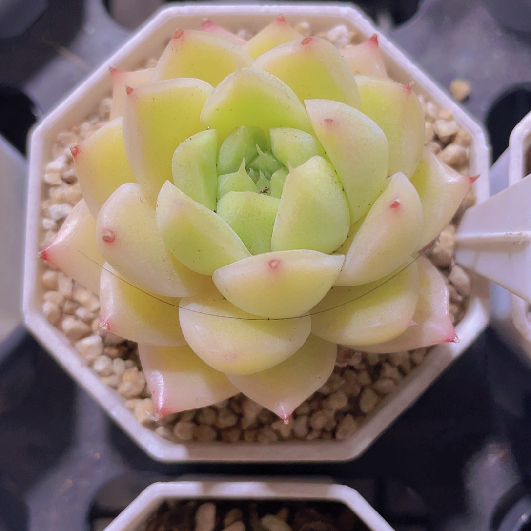 油透麦秆a025一物一拍