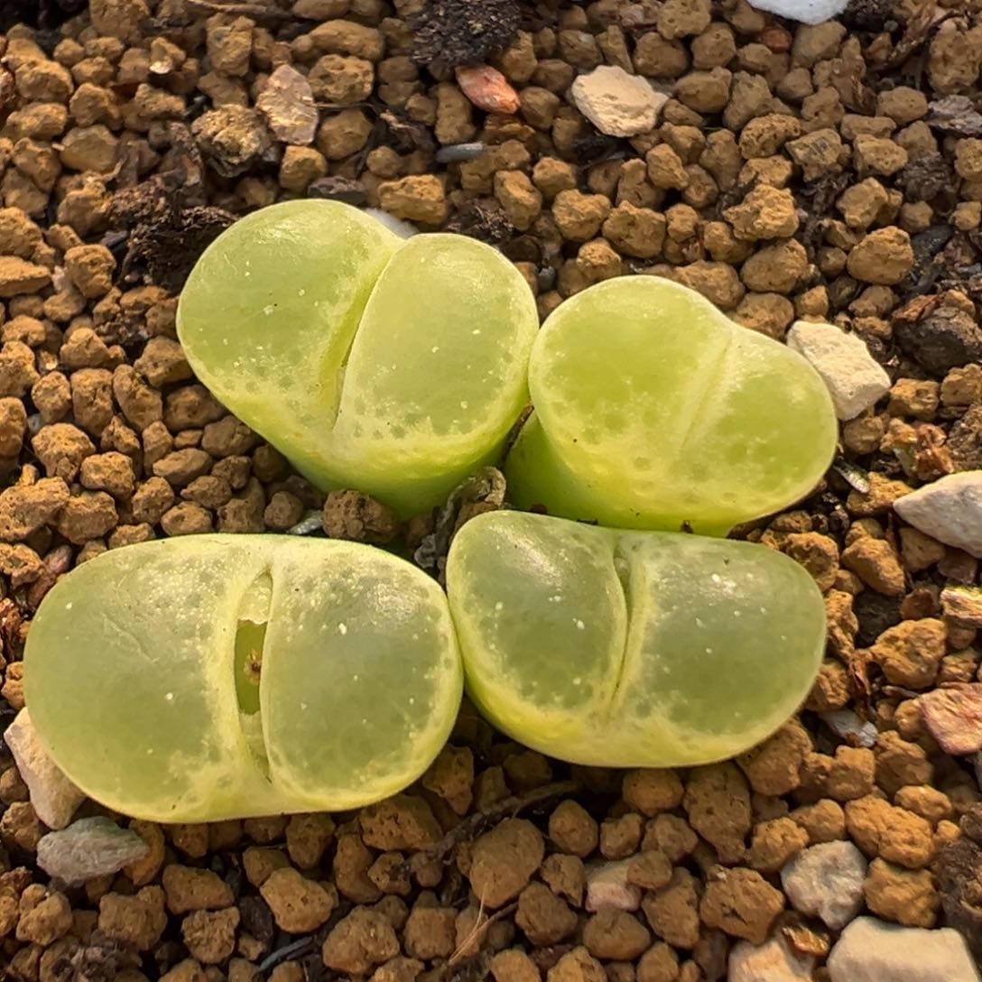 21多肉植物百科植物