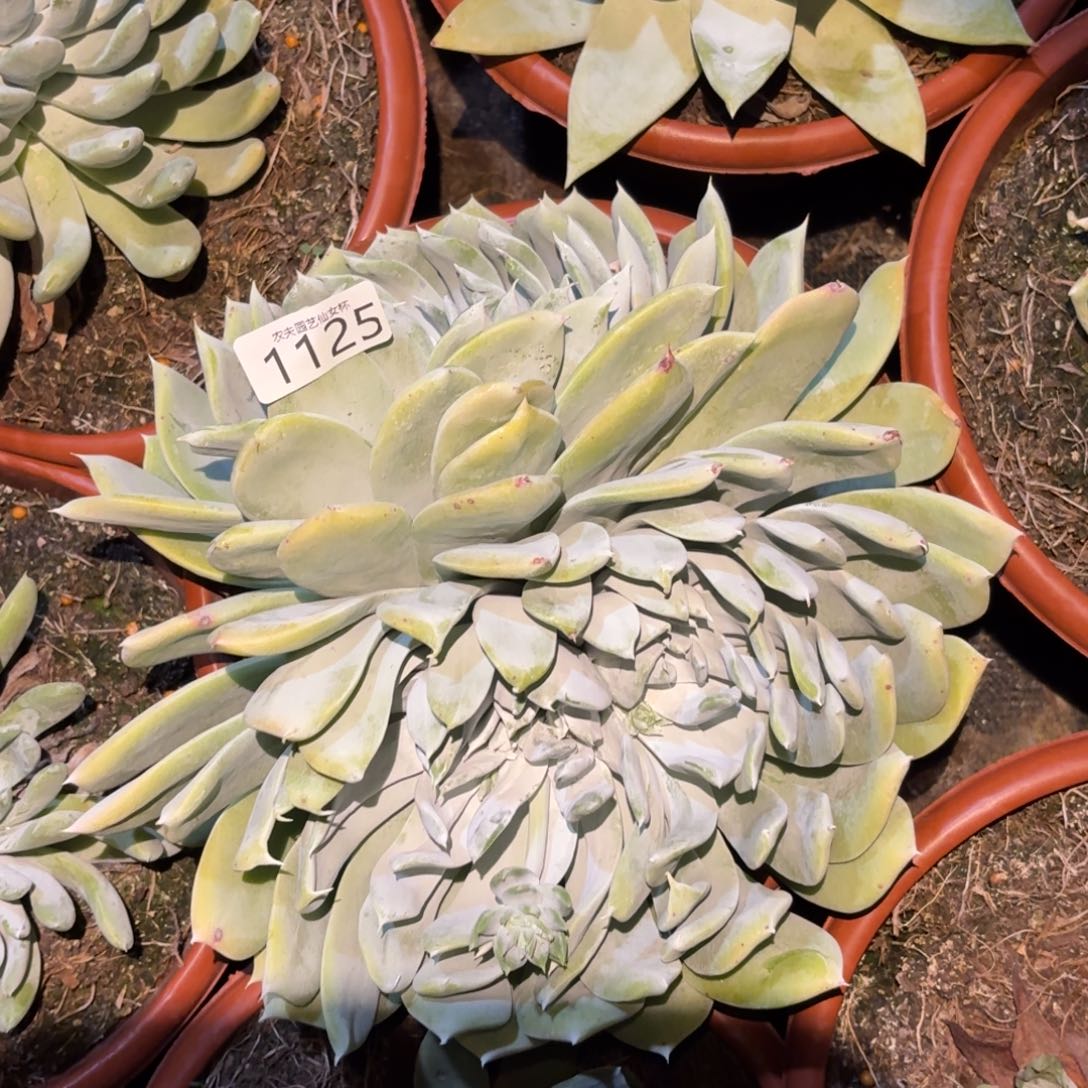 3代杂交仙女杯多肉