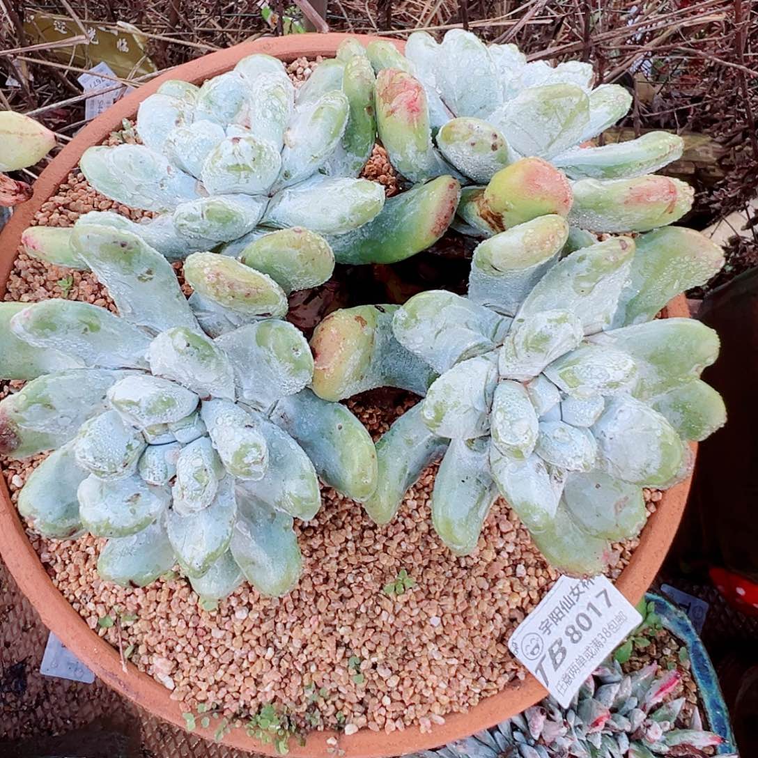 8017拇指仙女杯多肉