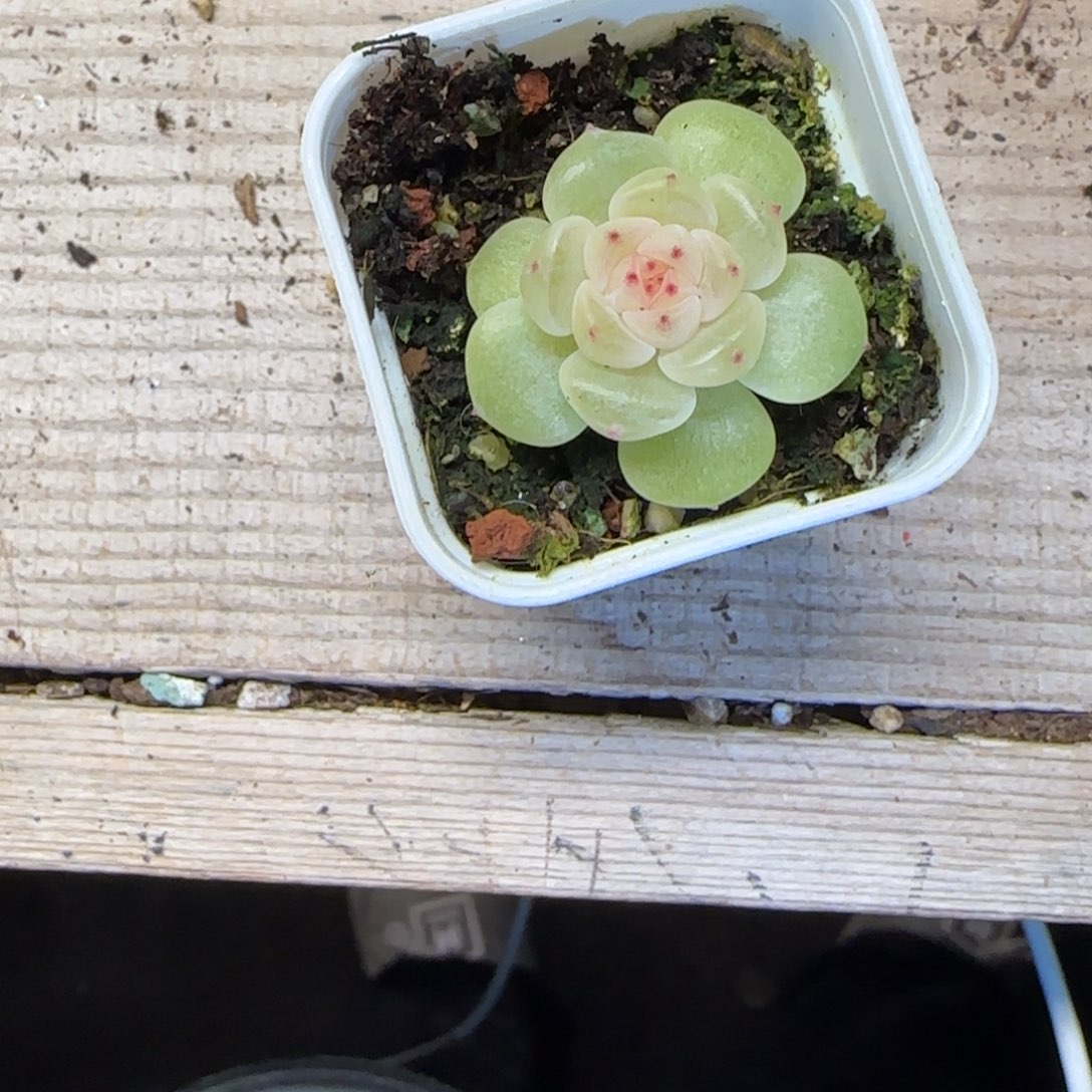小***我红财盆1床一个满25包邮