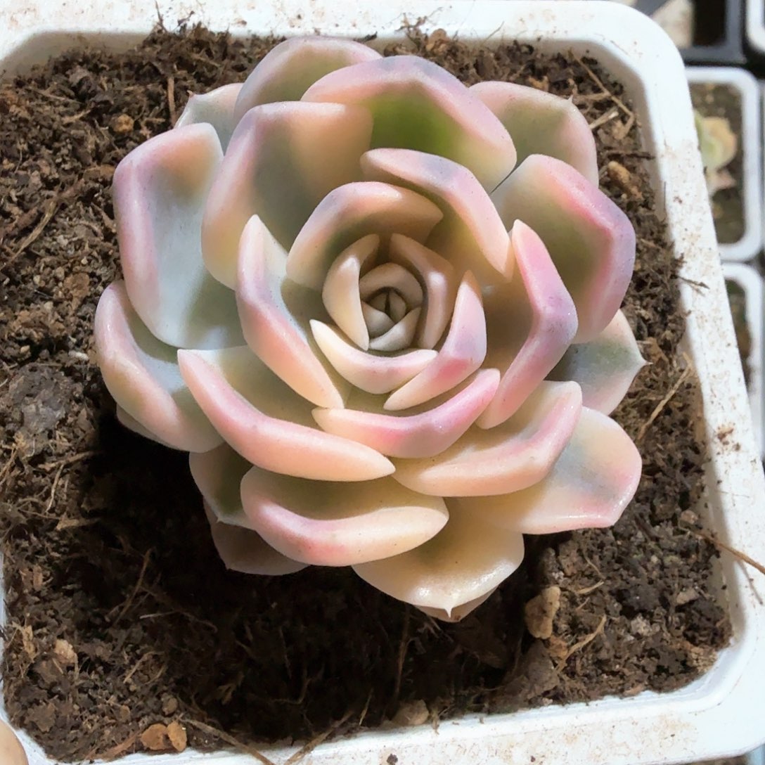 汉堡锦  锦上园艺一物一拍