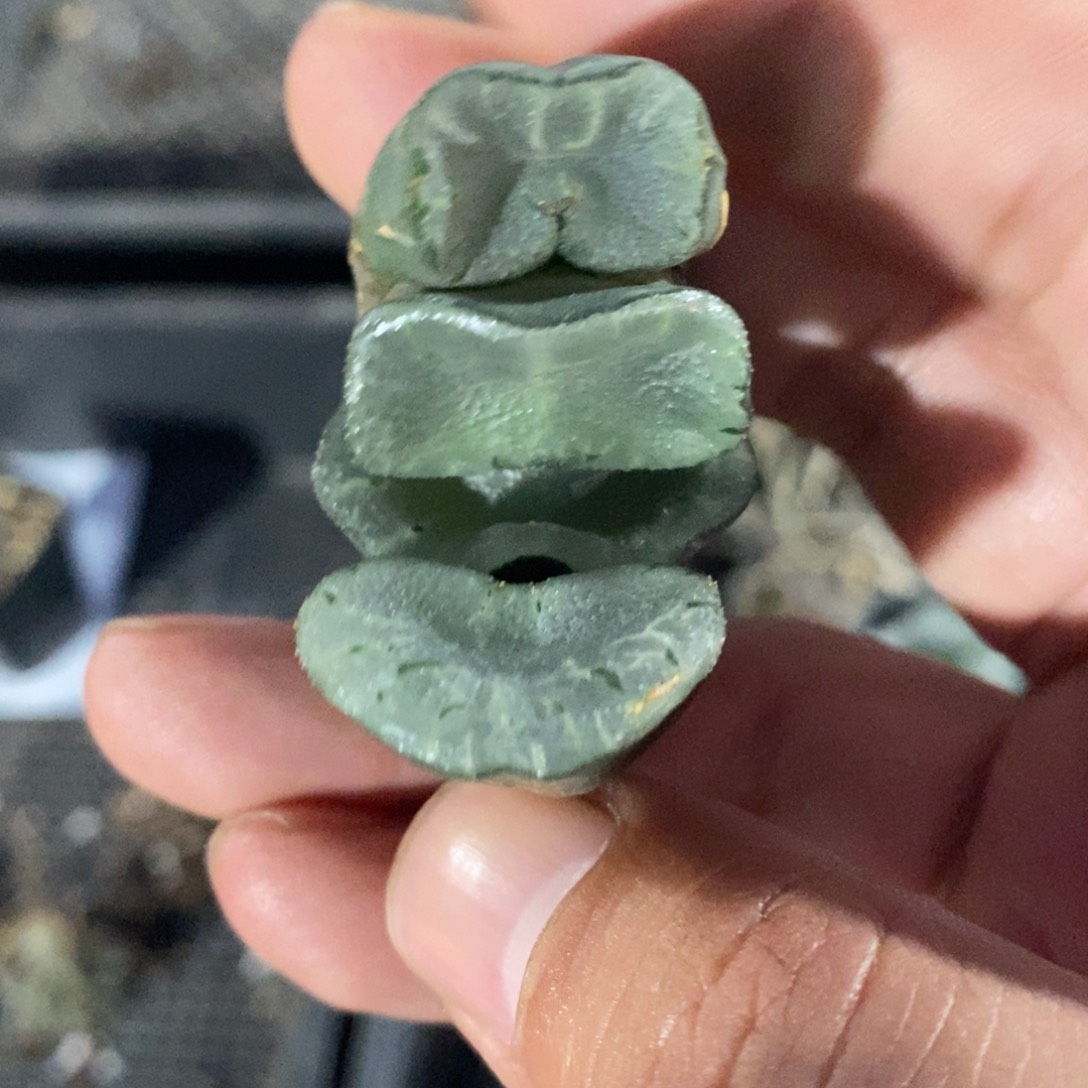一颗蓝镜玉扇。    