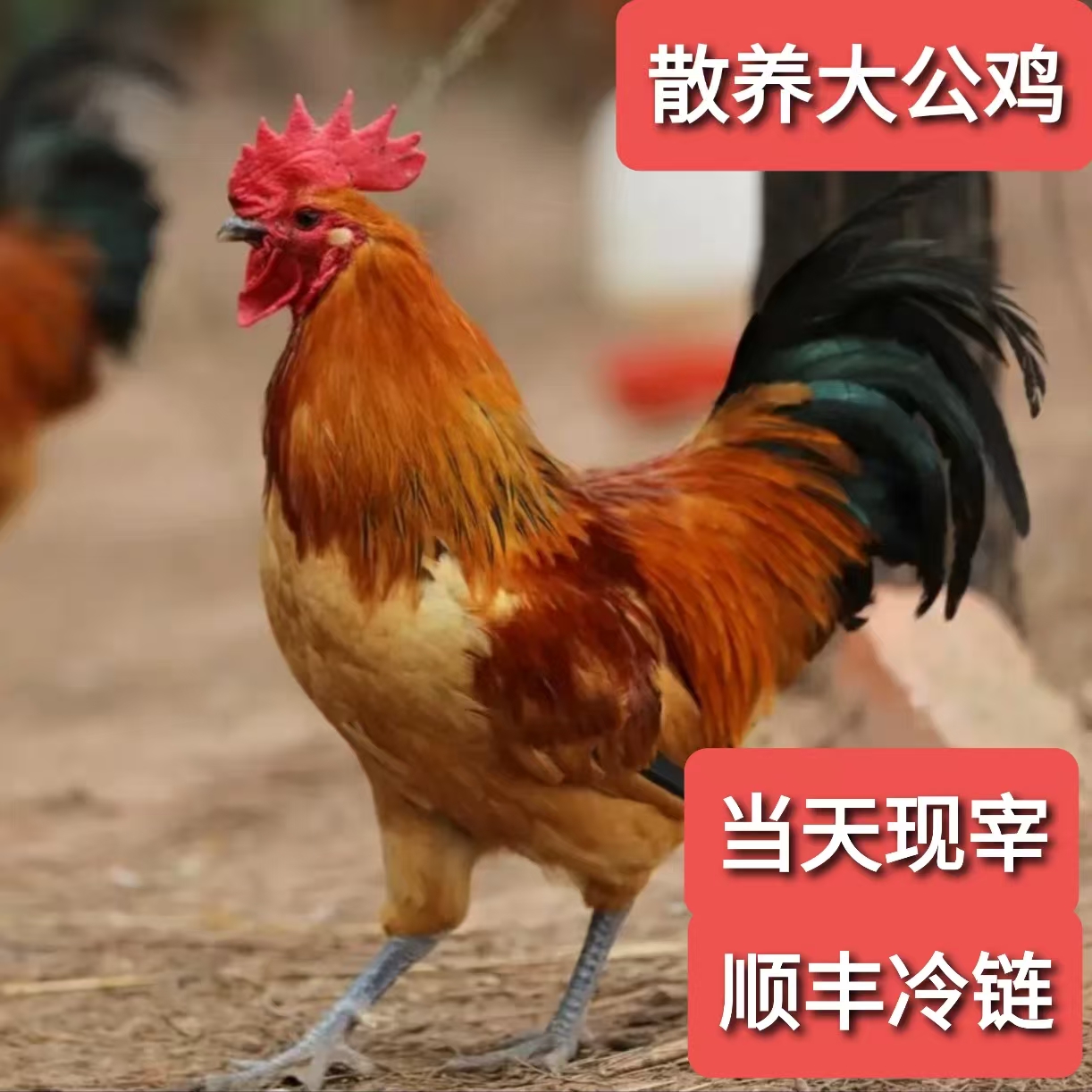 特价款散养大公鸡沂蒙山草鸡农家散养土鸡笨鸡溜达鸡