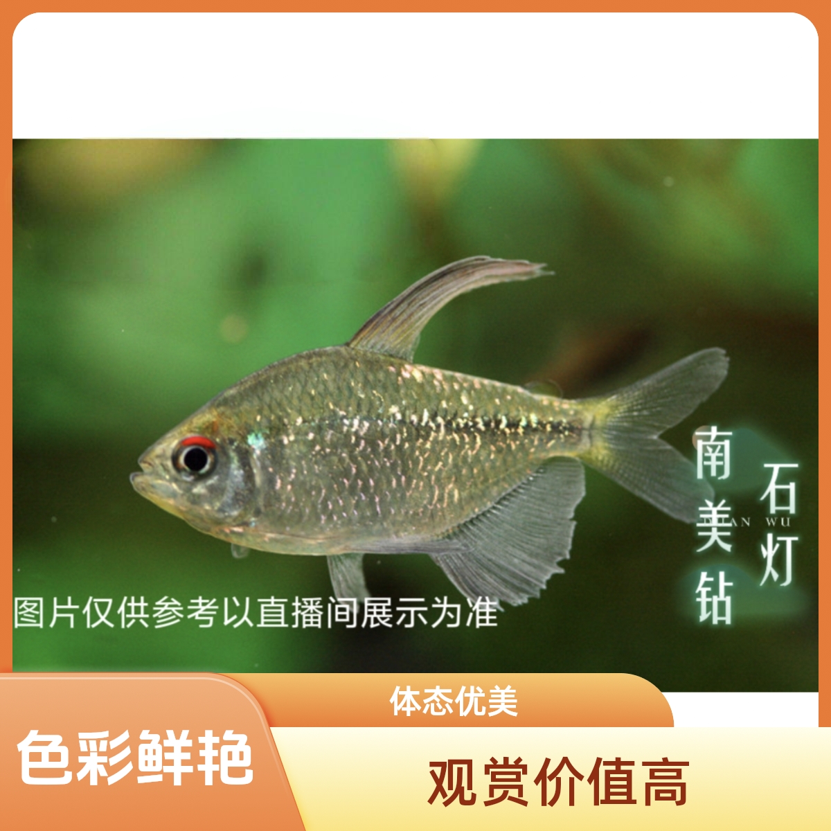 南美钻石灯科鱼草缸群游热带观赏鱼活体发货吴迪小鱼