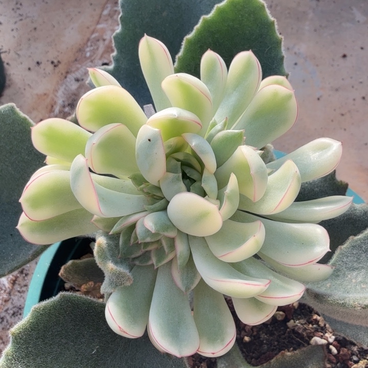 梦幻玫瑰锦超白锦