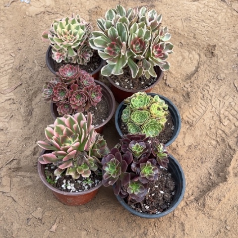 120多肉植物组合，