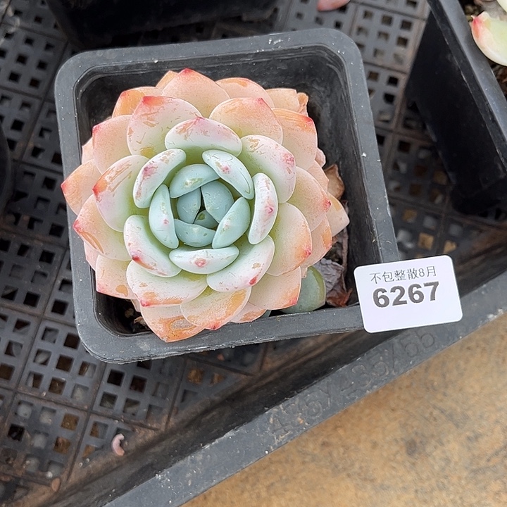 阿雅园艺。       6267冷香