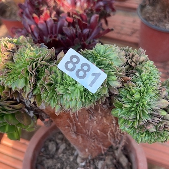 上***水多肉植物一个倾城中班881