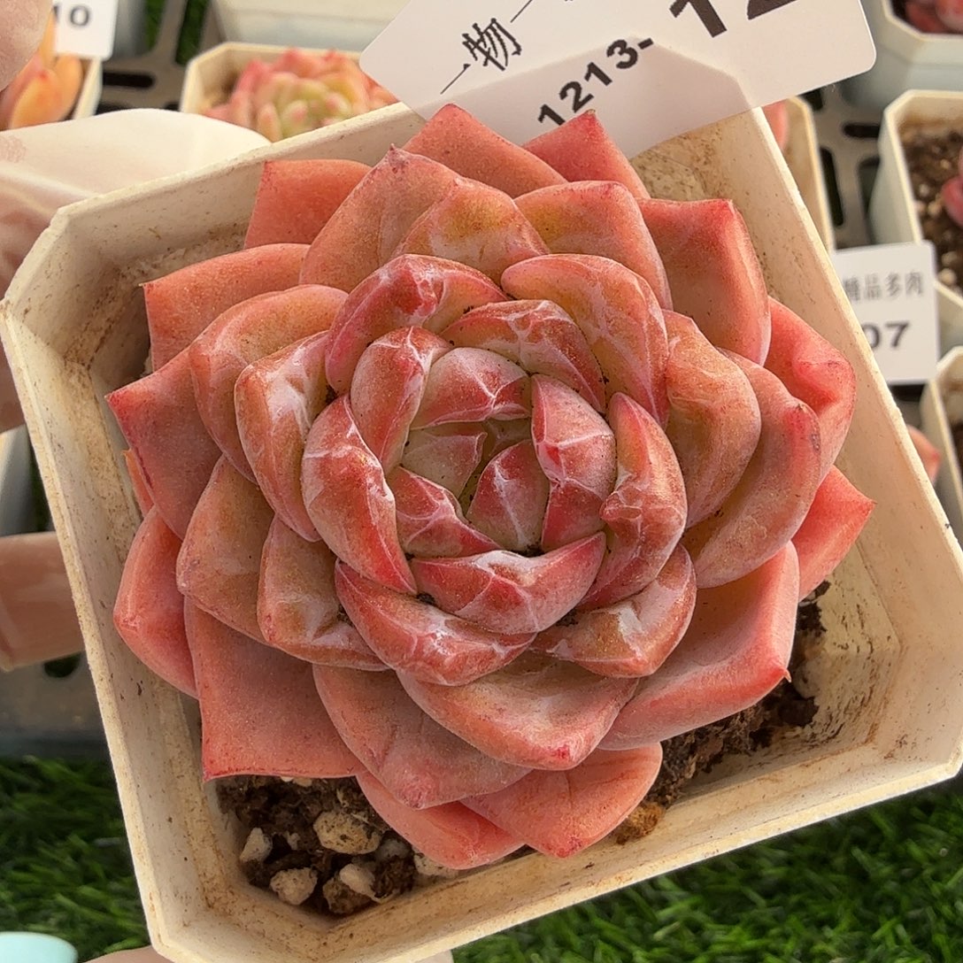 1213-12多肉一物一拍