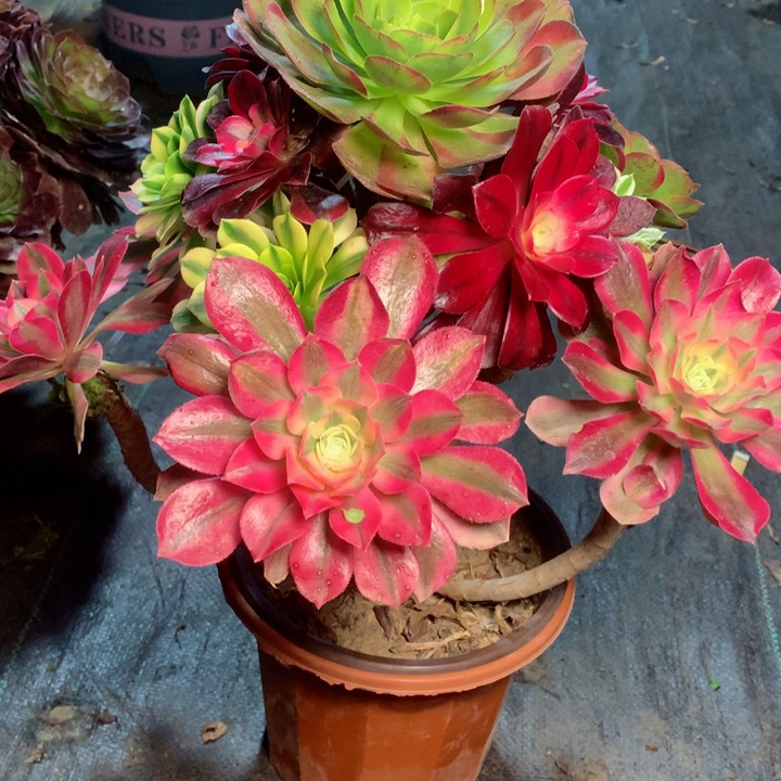 37嫁接多肉111111