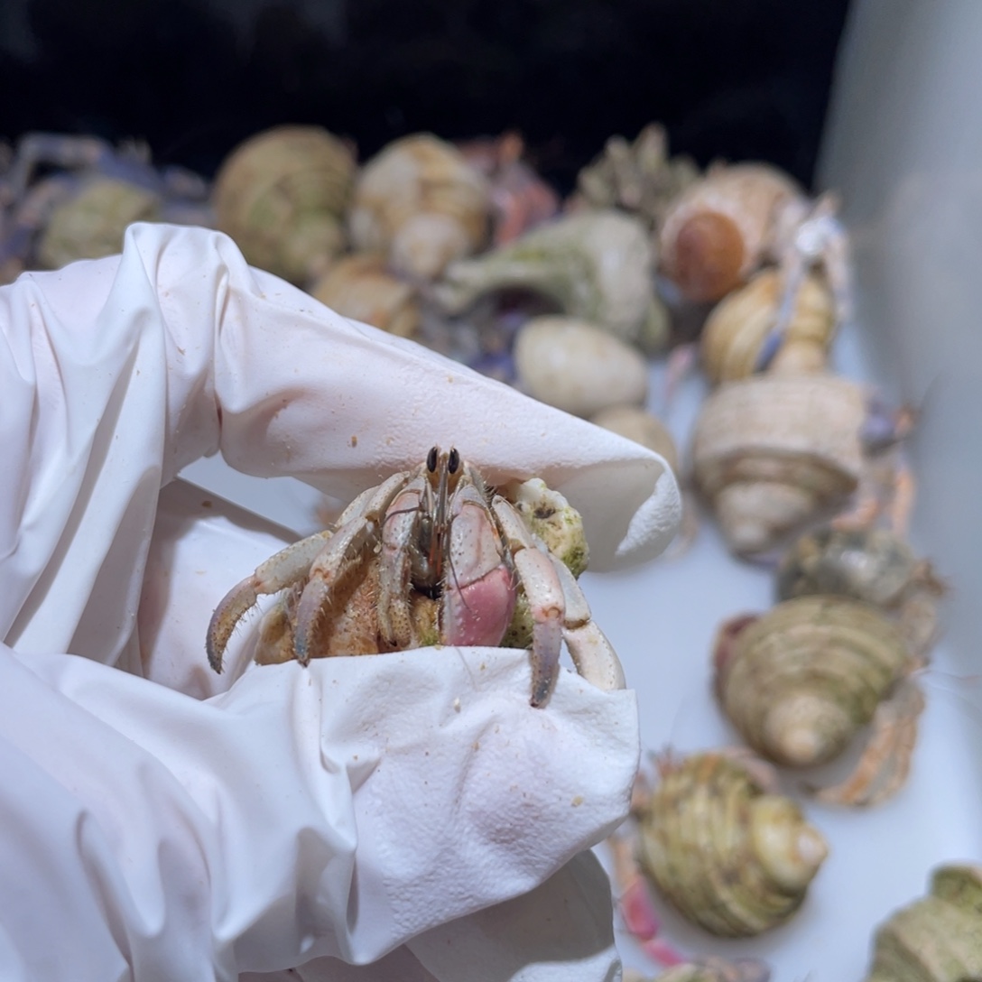 A8 紫陆  粉桔色1.4口 晴空专拍